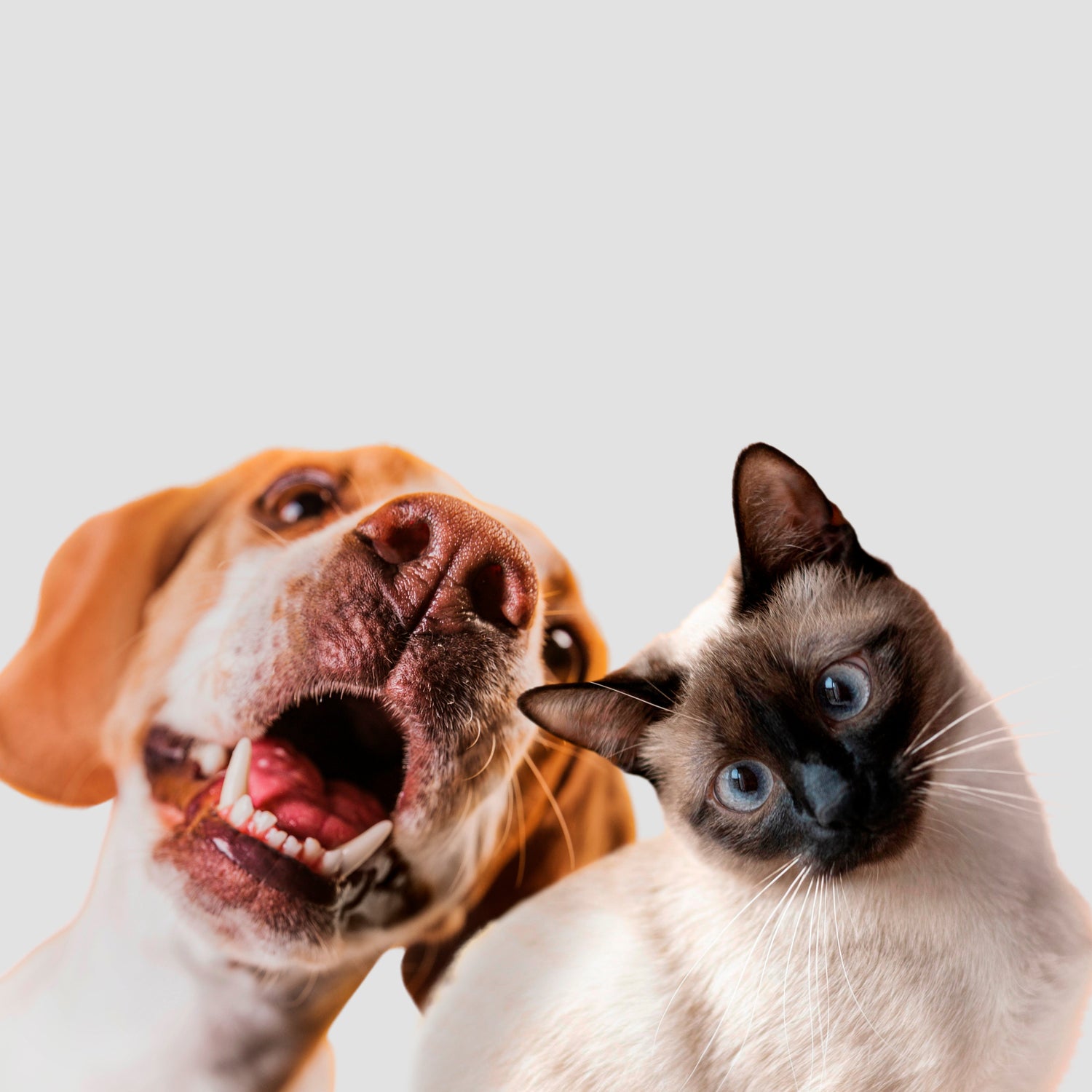 Pet´s Lovers